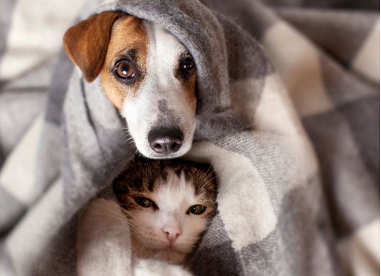 Anti-vax movement - image of dog and cat - 1111