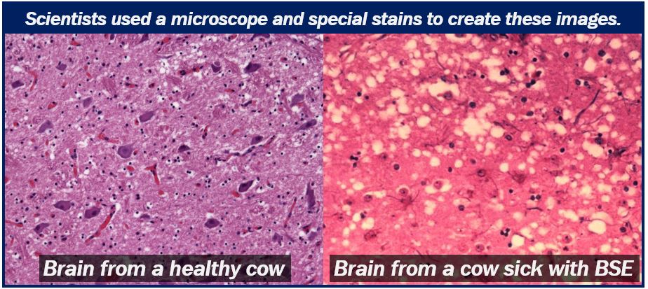 Brains of a cow BSE