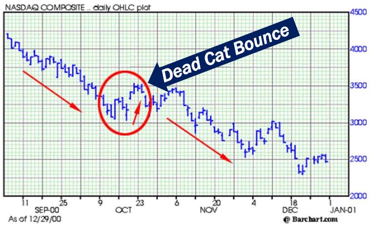 Dead Cat Bounce image for article 888