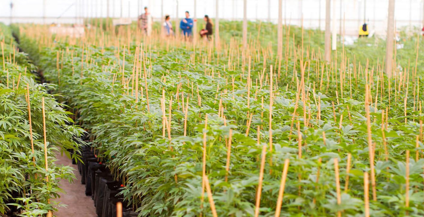 Marijuana farm image 44444