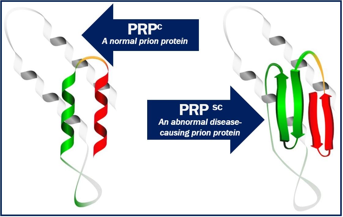 Normal and abnormal prion protein