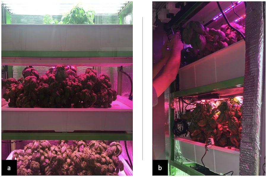 basil_plants_growing_MIT_study