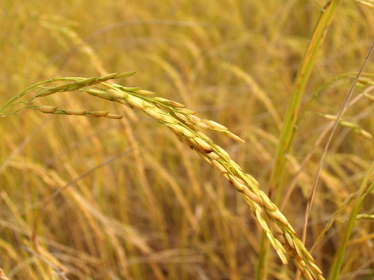 rice-crop