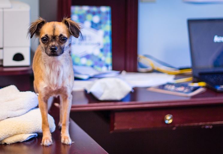 Office dog - image