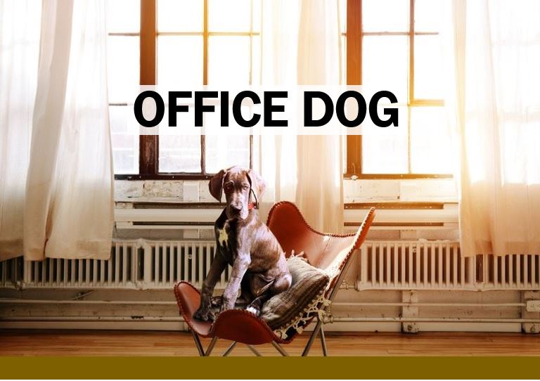 Office dog thumbnail image 44