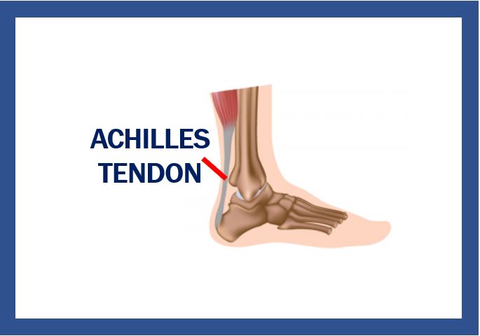 Achilles tendon image thumbnail 444