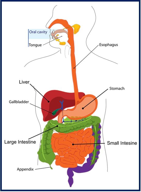Digestive system image 44444