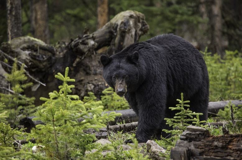 Black bear dreams image 44444