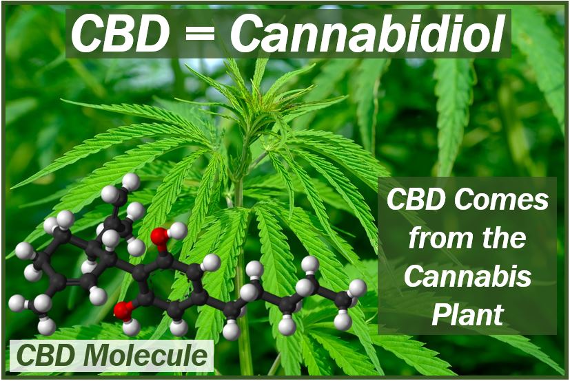 CBD and its molecule image 494949494