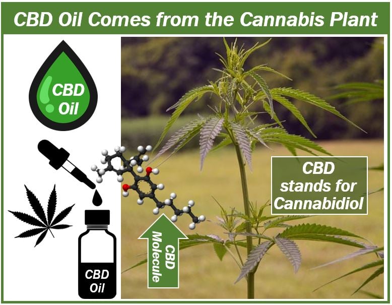 CBD oil and cannabis plant image 4994949449
