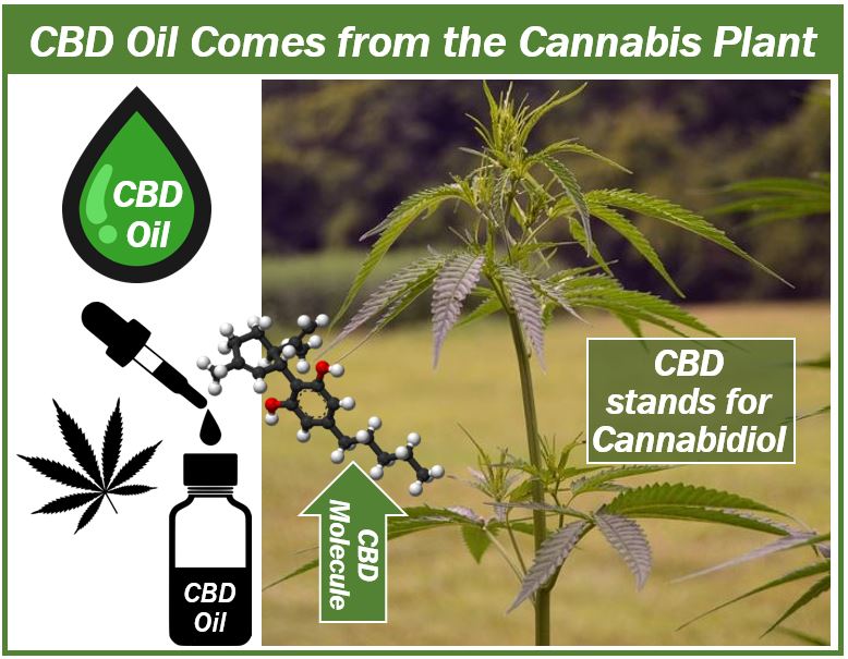 CBD oil and cannabis plant image 4994949449