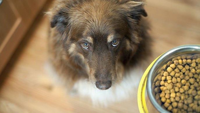 Best dog food for your pet - 222