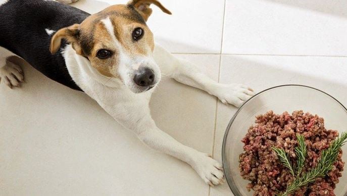 Best dog food for your pet 44444