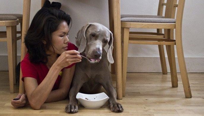 Best dog food for your pet - image 111