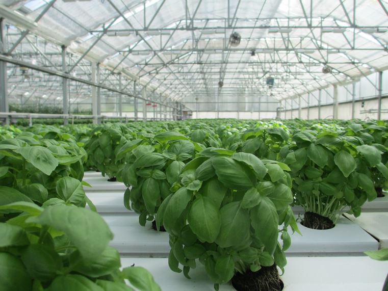 Greenouses article basil cultivation image 4444