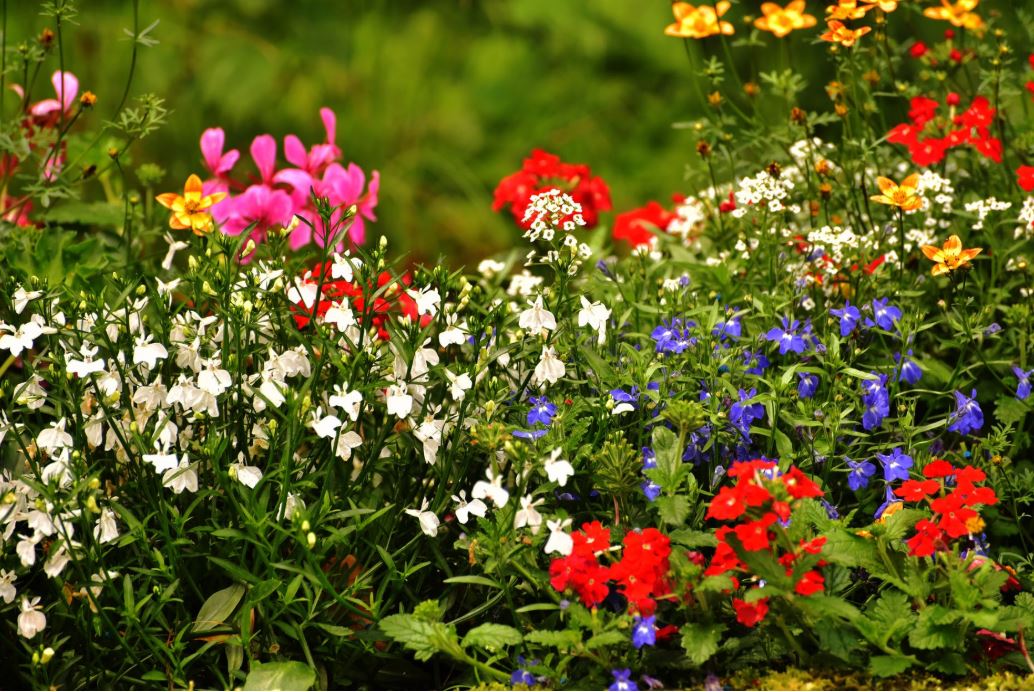 Garden flowers image 4939394949