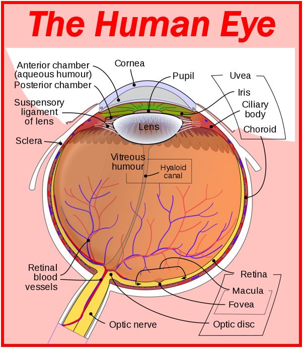 The human eye - article on eye defects image 23432