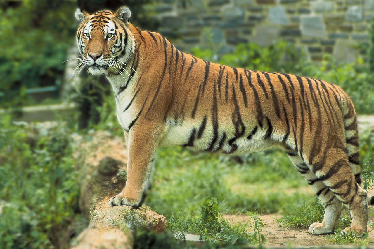 Bengal tiger