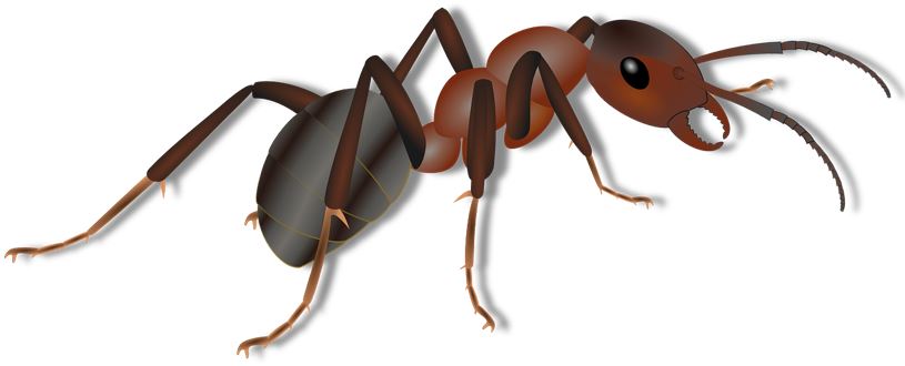 Ants image for article 33333