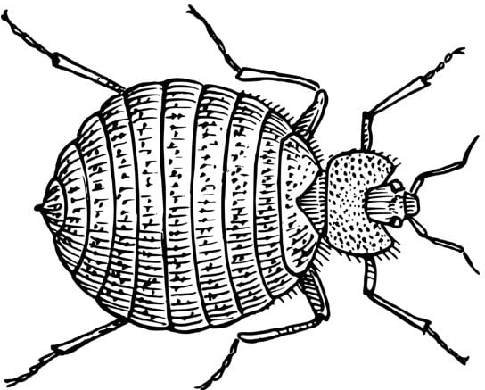 Bedbug image bb4bb3bb2