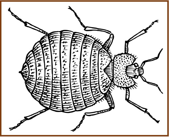 Bedbug image for article 22334143