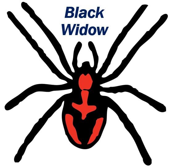 Black widow spider image 4444444