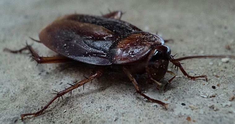 Common pests cockroach image 5555500