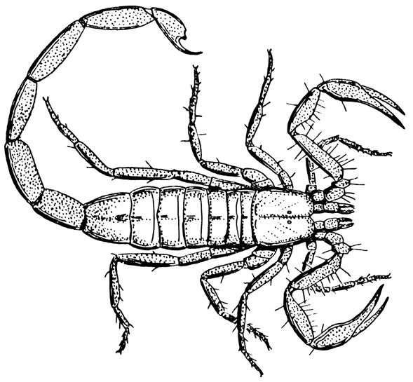 Common pests scorpion image 009988