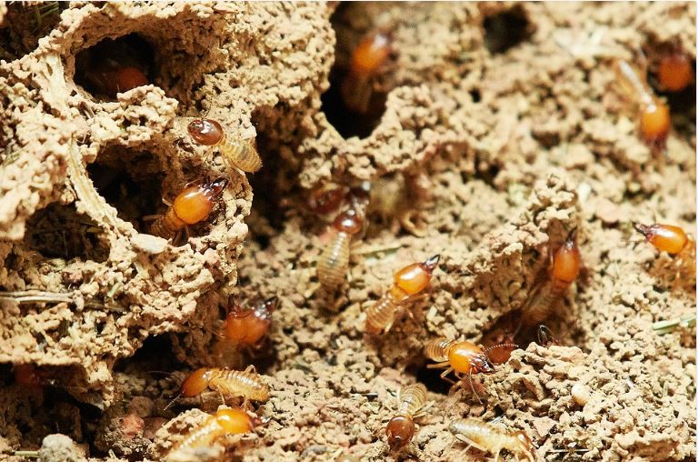 Common pests termites image 33333