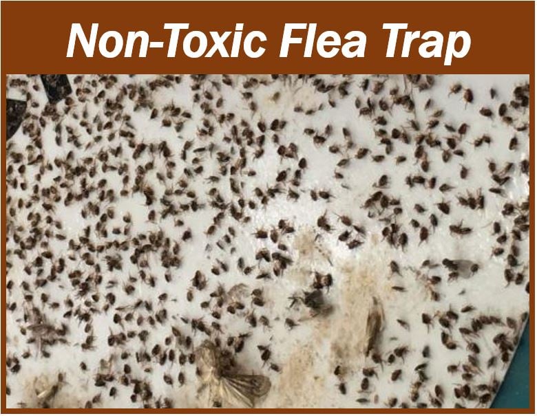 Flea trap - article on bugs 444444