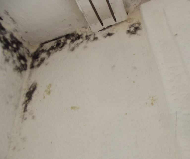 Mold in the workplace 3333333