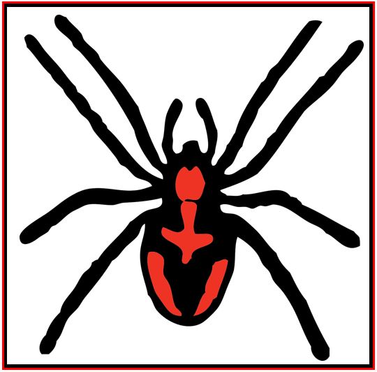Unwanted bugs black widow spider 33333