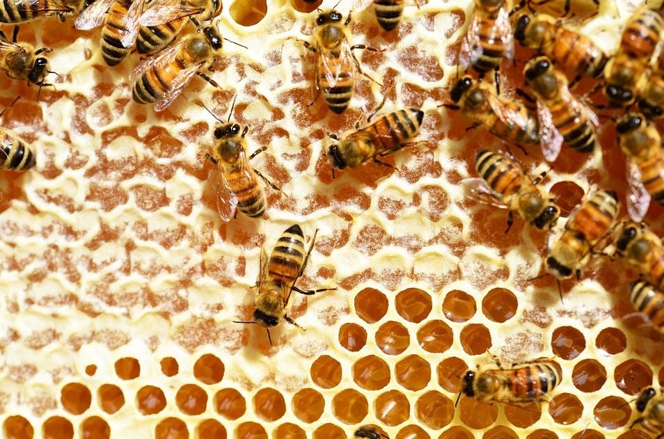 Bees communication image 4444