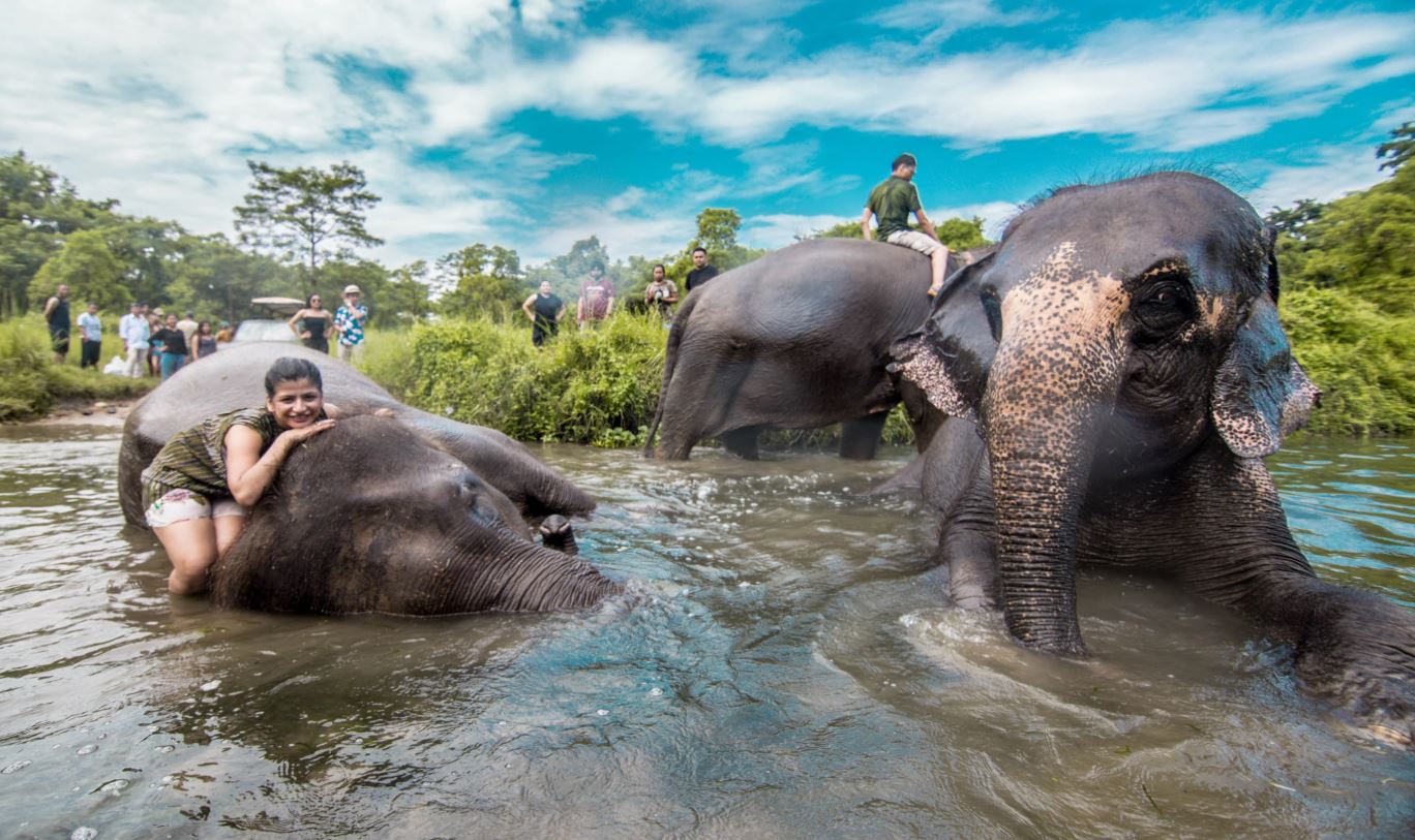 Elephants in Nepal image 4904094904940