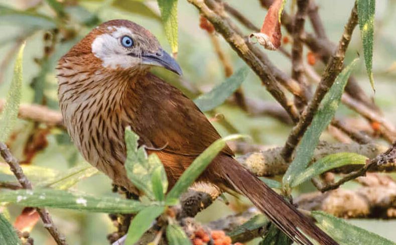 Spiny Babbler image 4939494593