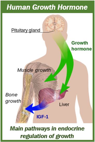 Can human growth hormone or HGH burn body fat - image for article 4