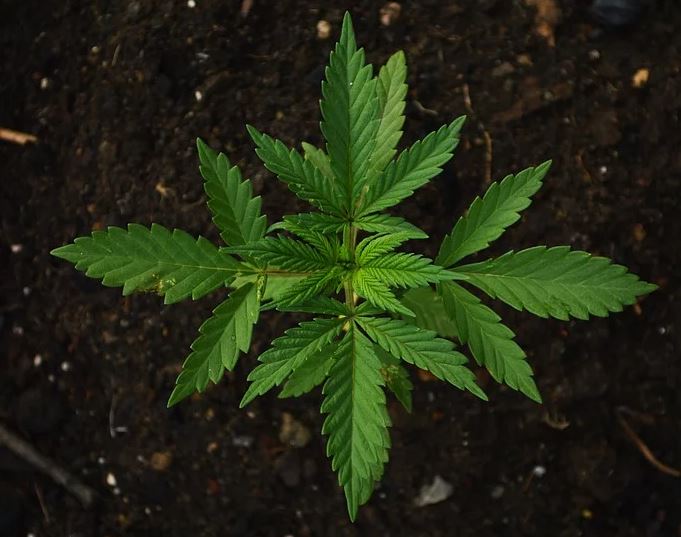 Cannabis plant image - 322323
