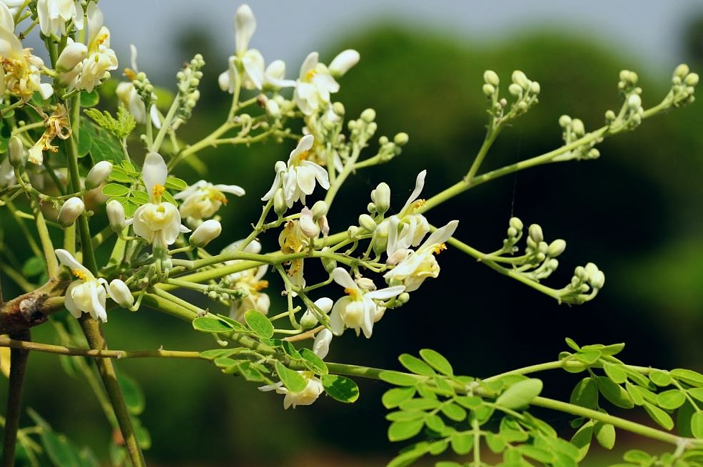 Moringa