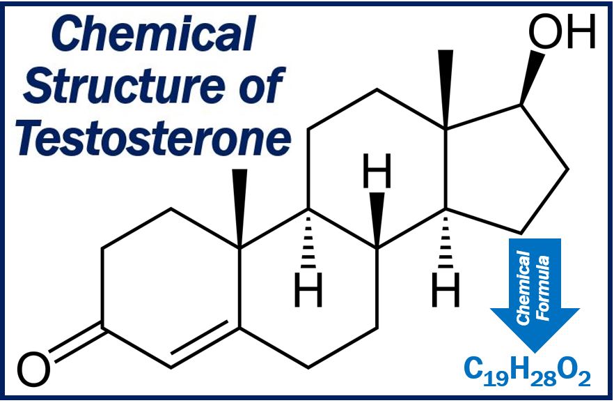 Myths about testosterone - its chemical structure and formula