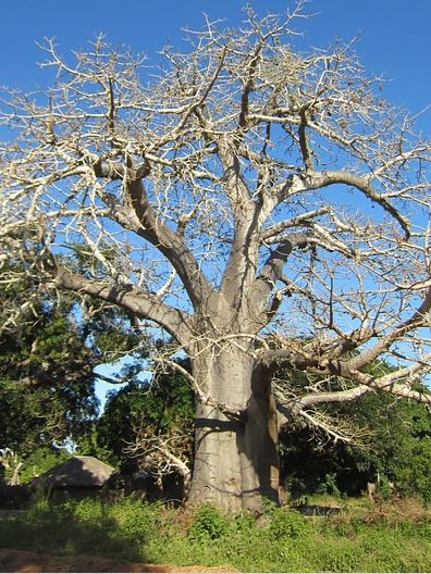 baobab i433