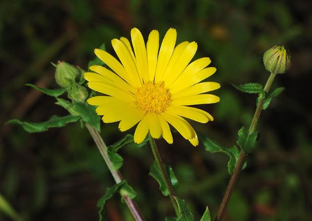 Calendula - marigold spring flowers image