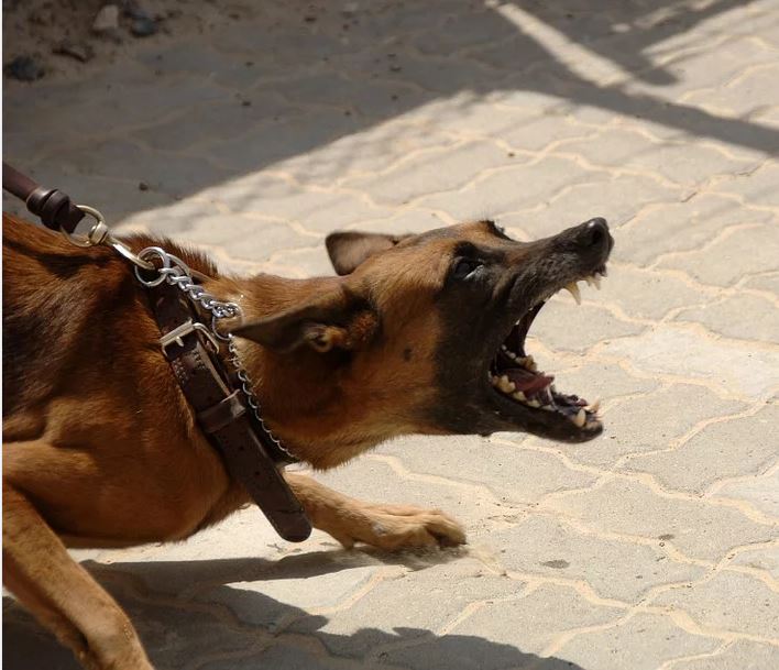 California dog bite lawsuits thumbnail image for article 3333