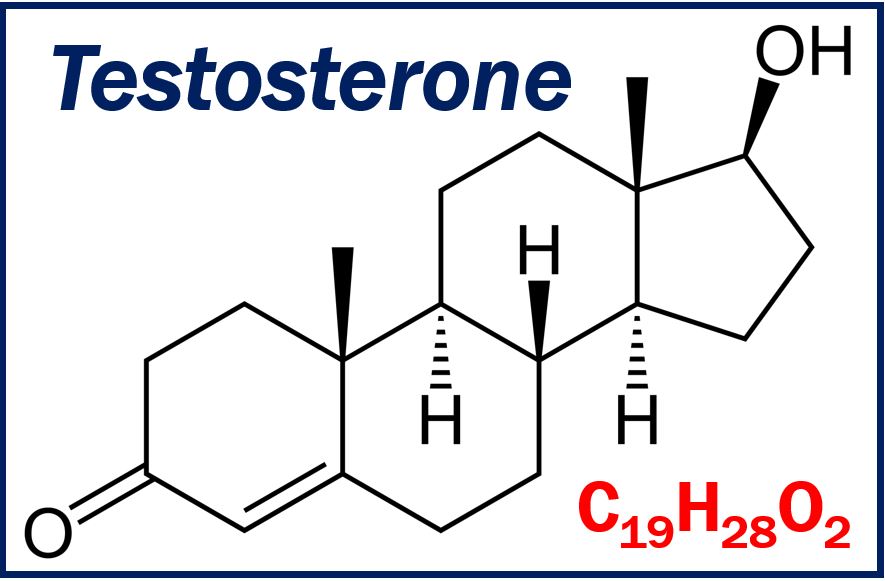 Low testosterone in women - image for article 332333