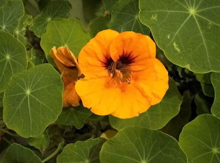 Nasturtium - image of one of the spring flowers