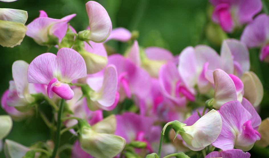 Sweet peas - spring flowers