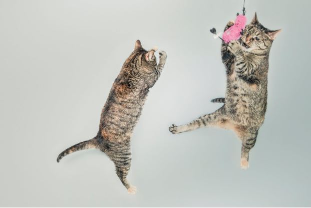 Modern Ways To Keep Your New Little Feline At Home - image2 cats jumping