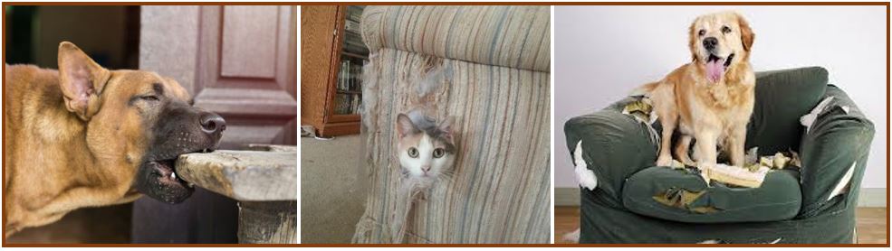 Animal damage of furniture - a94983938938