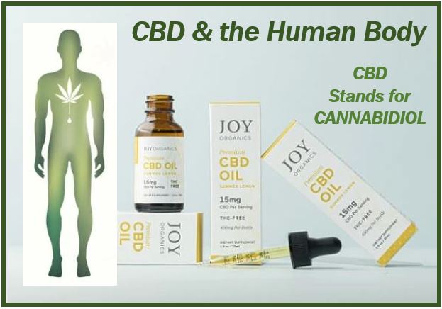 How Do CBD Products Work In Your Body?