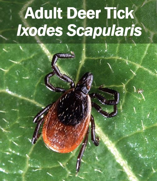 Adult deer ticks can cause lyme disease - 498398498