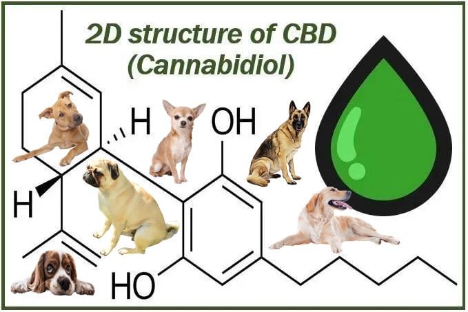 How can CBD oil help your dog